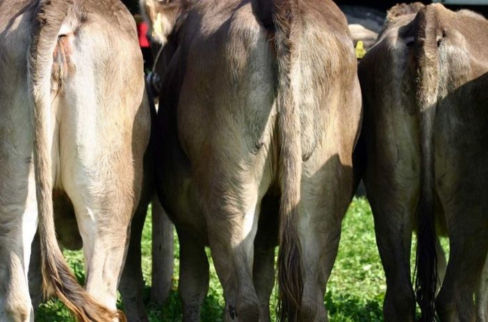 Unsere Schumpen von hinten