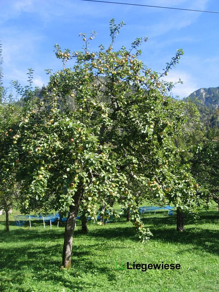 apfelbaum Kopie
