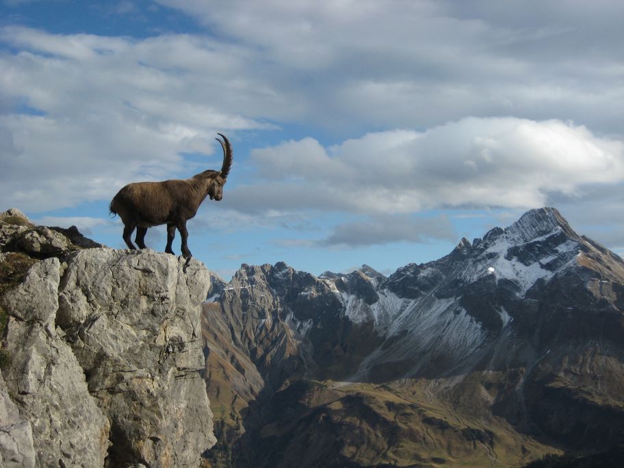 Steinbock Allgäuer Alpen