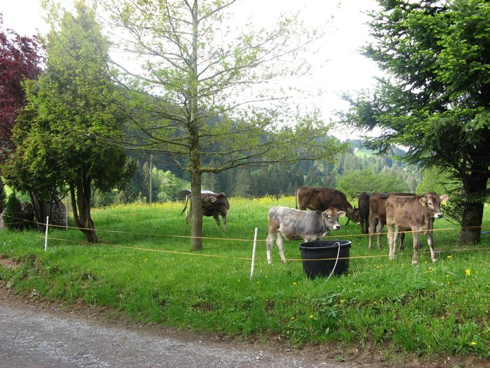 tierischer Nachwuchs