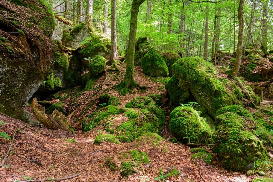 Rappenfluh und Engenlochschlucht – vom Felslabyrinth zur wilden Flusslandschaft