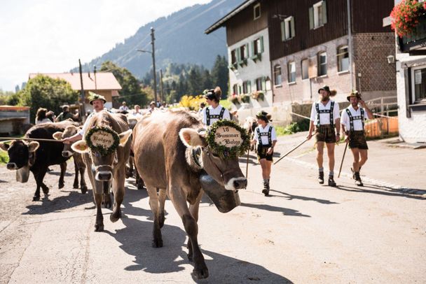 2023 kamen ca. 550 Rinder von drei Alpen zurück.