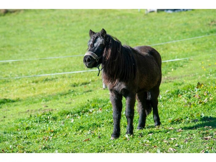 Unser Pony