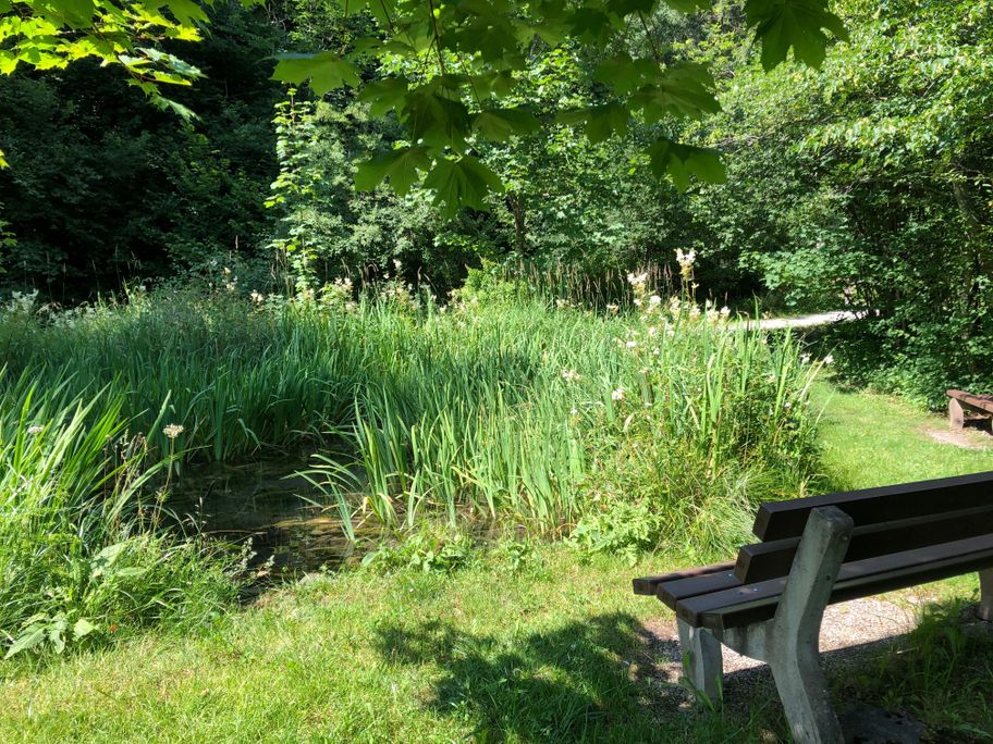 Kleiner Teich mit Ruhebank im Sonthofer Bachtel.