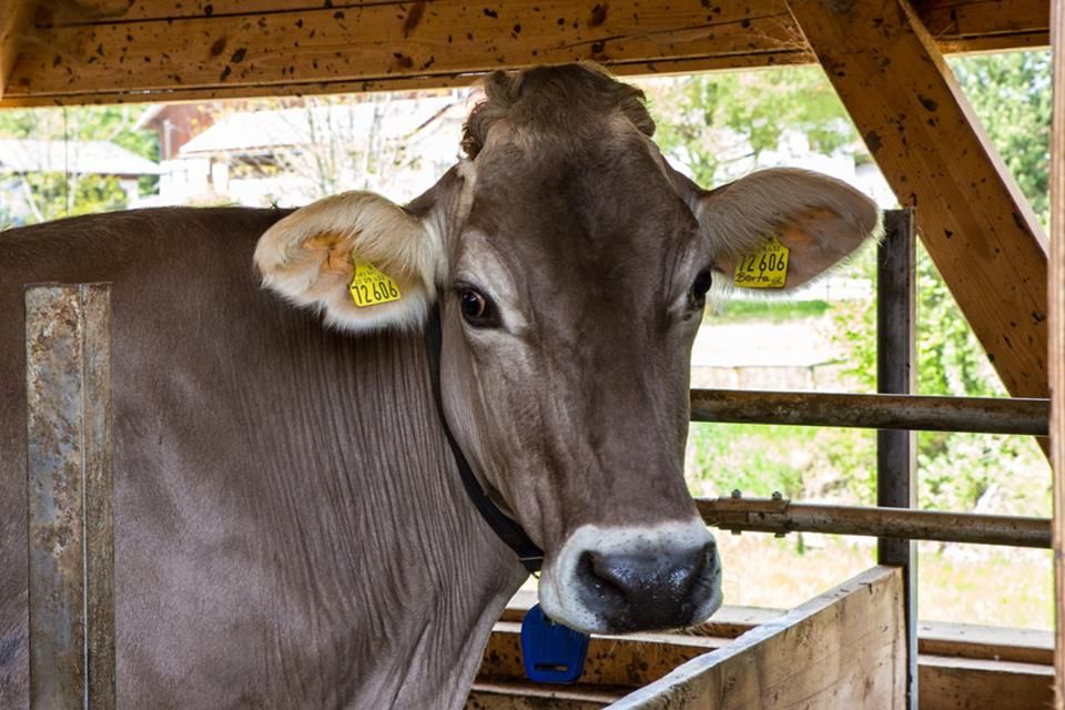 Neugierig werden die Gäste begrüsst...