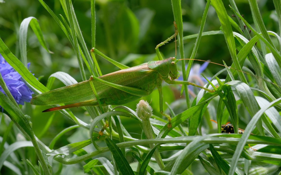 25082024-Huepfende-Zwitscherschrecken-Willibald-Lang