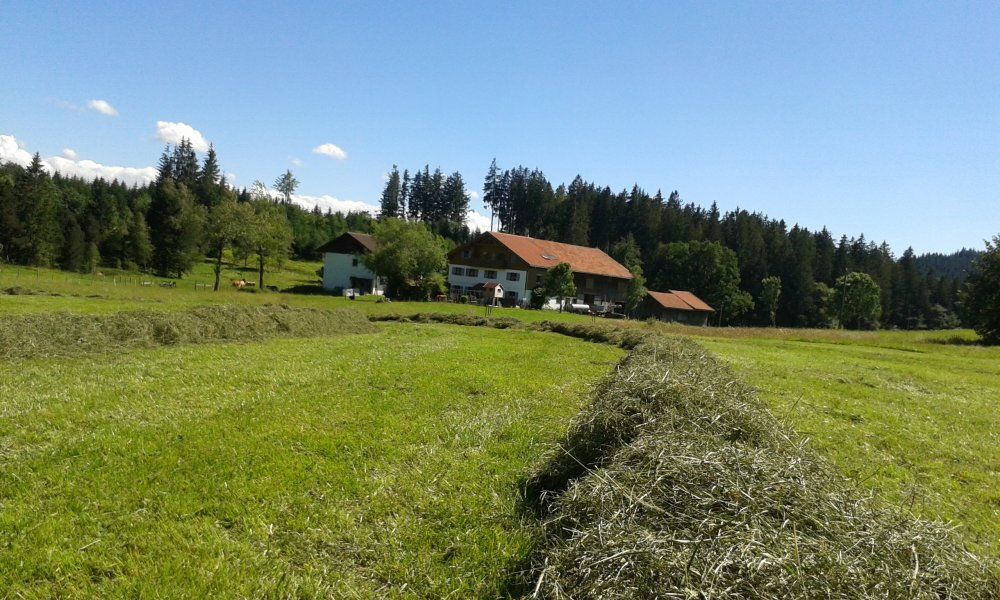 Hier wird bestes Heu für die Kühe getrocknet