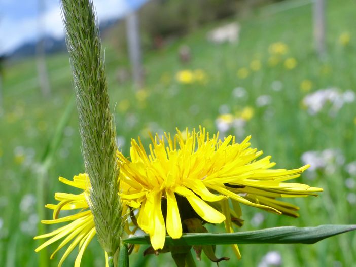 Löwenzahnblüte