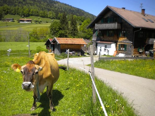 Haus mit Kuh