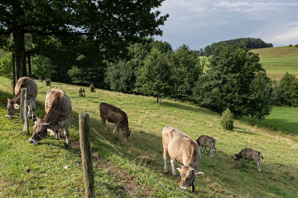Allgäuer Braunvieh - Bauernhaus-Museum Wolfegg © Foto Ernst Fesseler