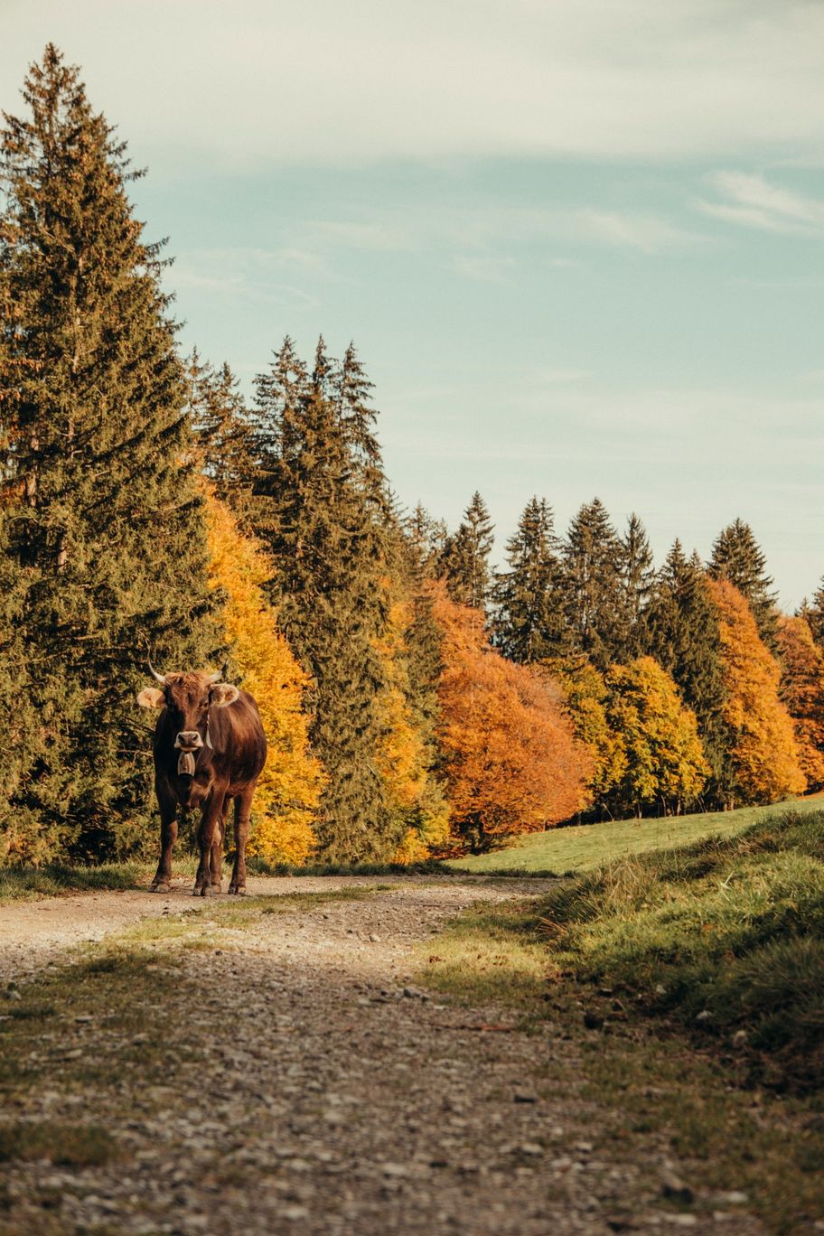 Allgäuer Braunvieh im Steigbachtal