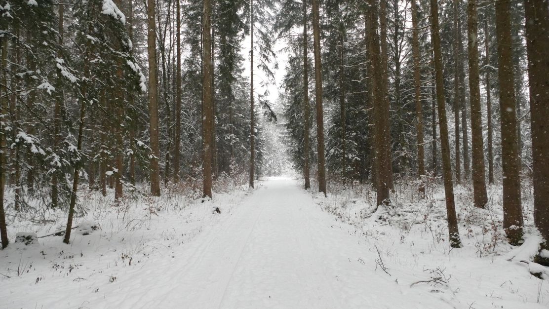Von Fischen durch den Wald