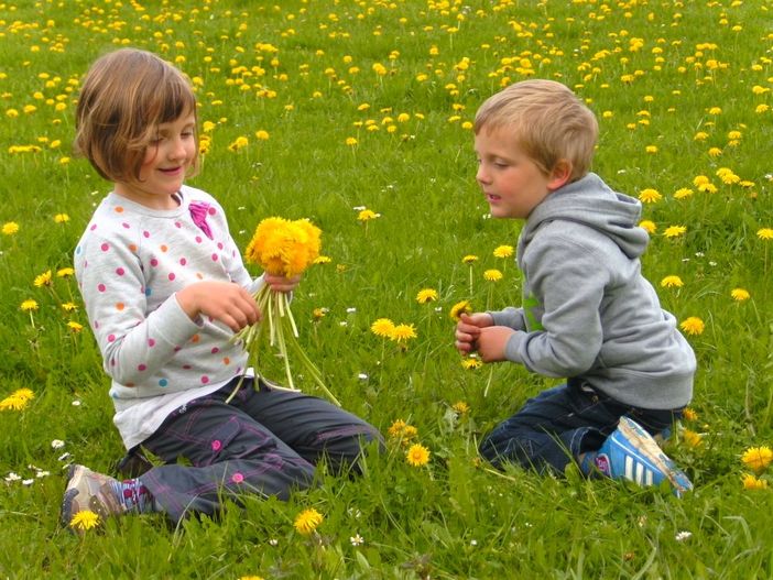 Löwenzahnblüte