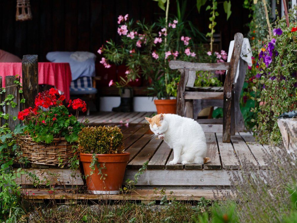 Stimmungsbild am Hof