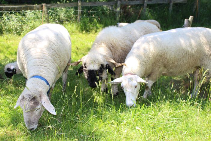 Immer lecker das Allgäuer Gras