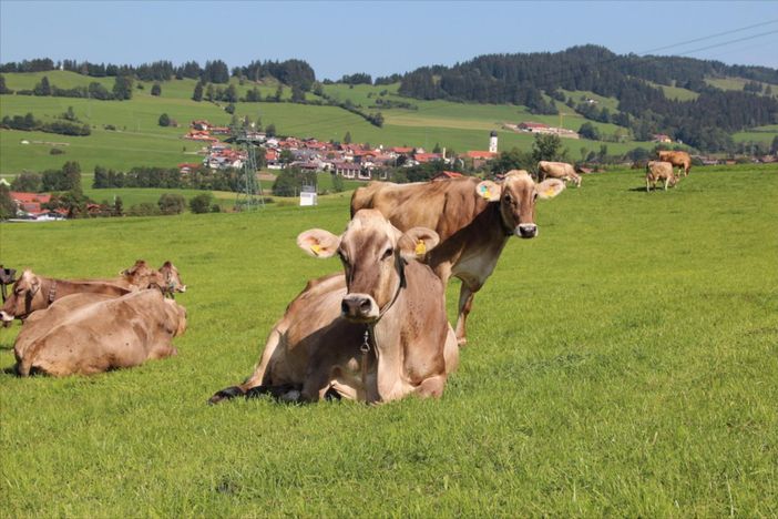 Unsere Kühe auf der Weide