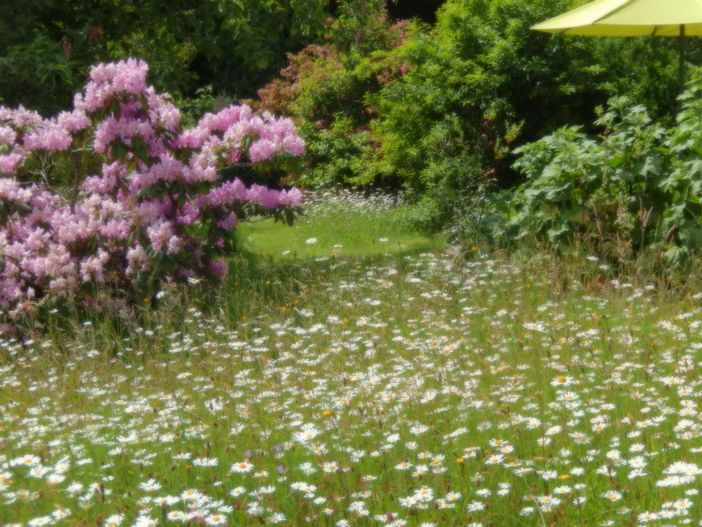 Wildblumenwiese am Haus Anton Obermaiselstein