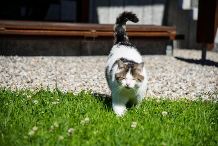 Hauskater Max