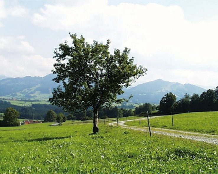 Unser Weg verläuft durch saftige Wiesen.