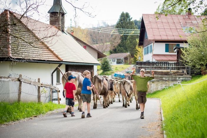 Kühe eintreiben - wer mag helfen?