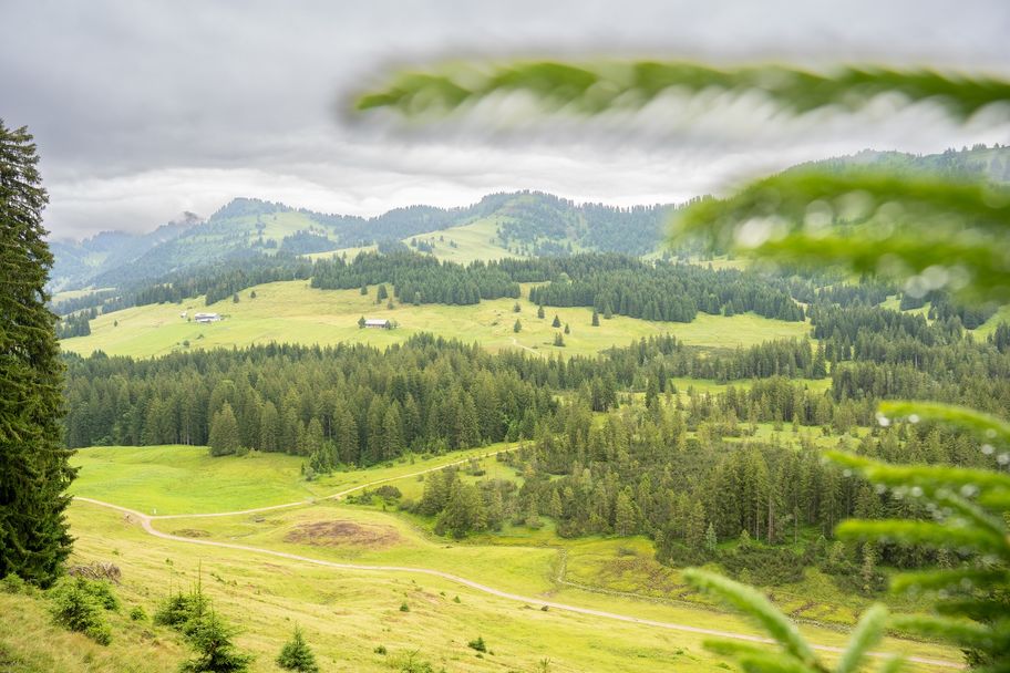 Blick auf die Alpflächen im Bereich Imberg und Hörmoos