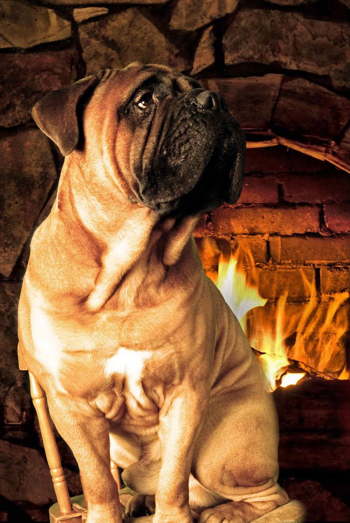 Hunde Willkommen