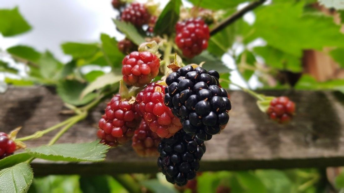 Cornelia Schlosser_Beerenobst