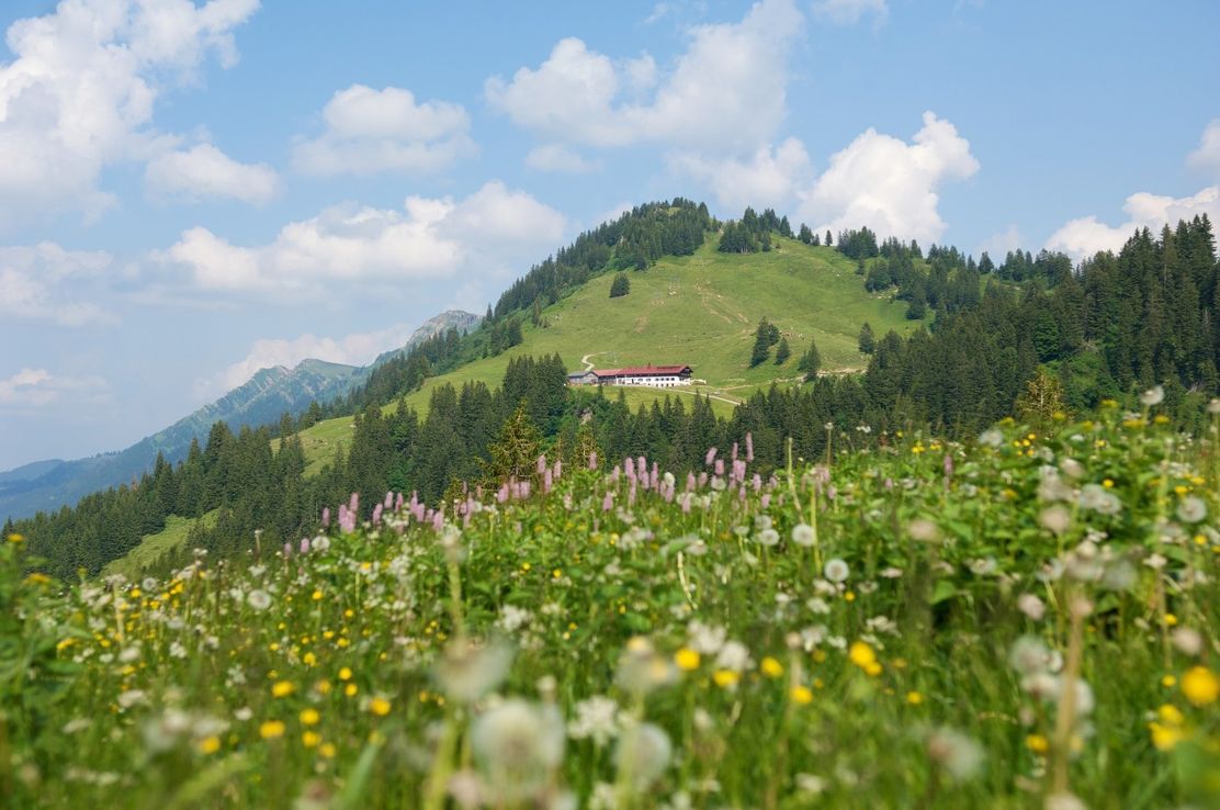 Auf dem Weg zum Falken