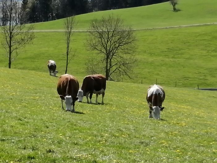 Kühe