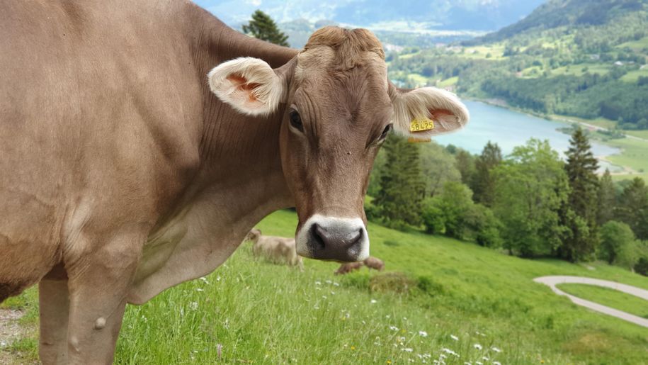 Kuh über dem Alpsee