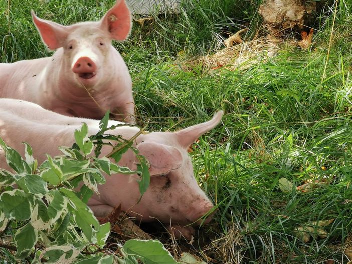 ein Schweineleben