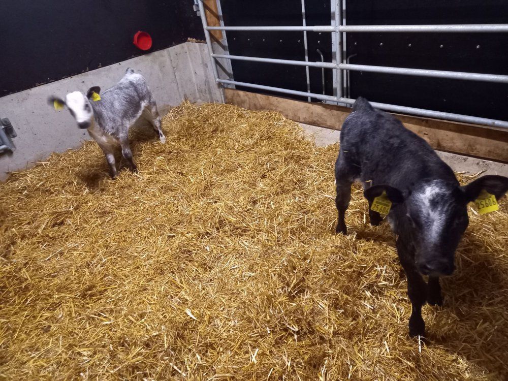 Kälbchen in der  Kinderstube