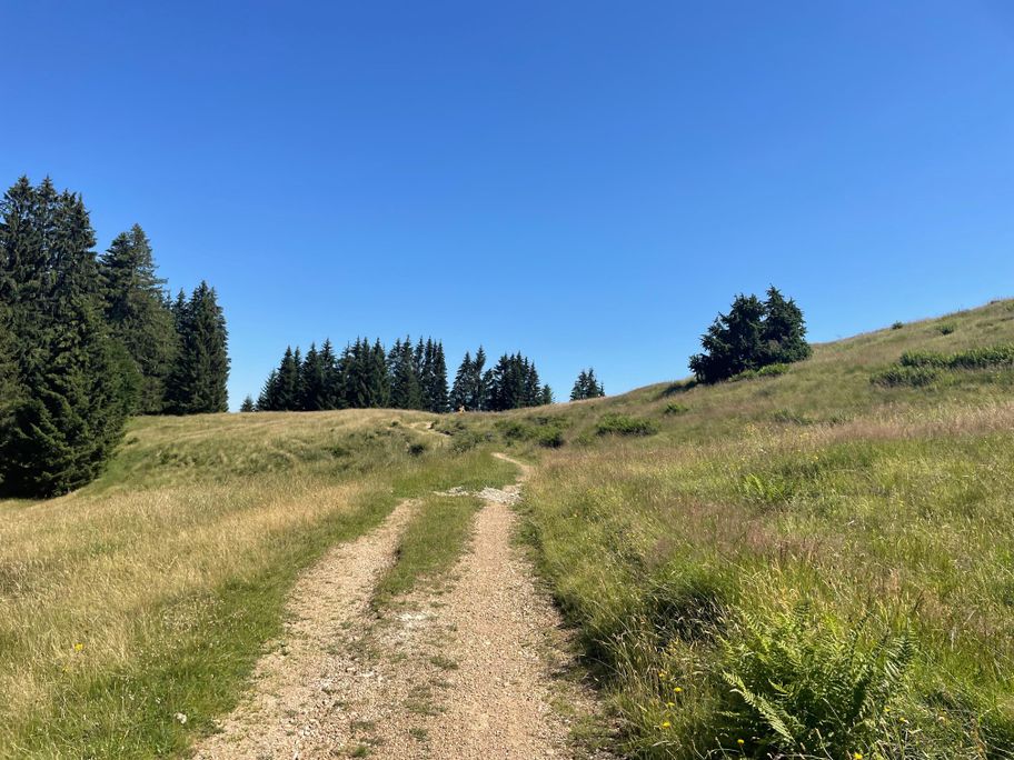 Auf der Hochebene Schwändle - Sämelalpe
