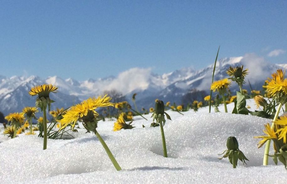 Frühling im Schnee
