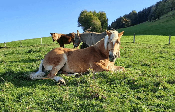 Ponys und Haflinger