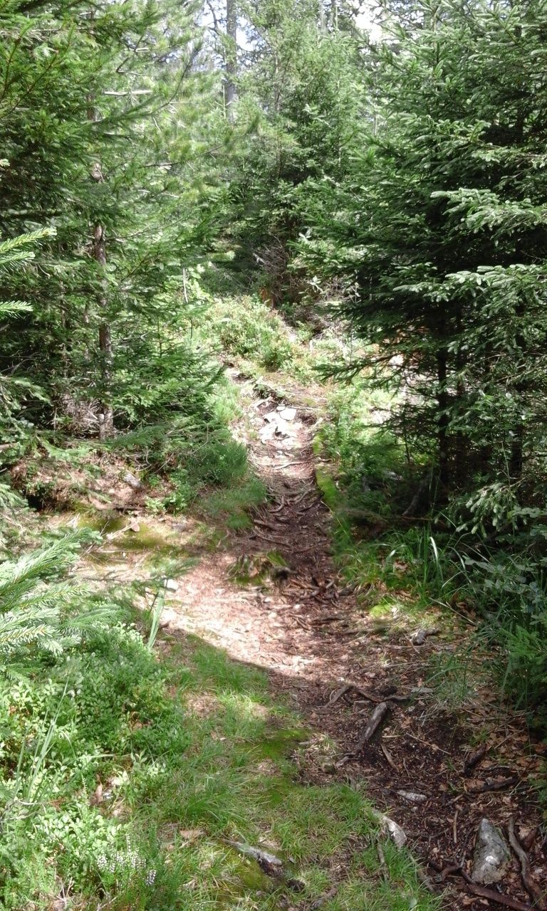 Pfad in Richtung Schlossangeralp