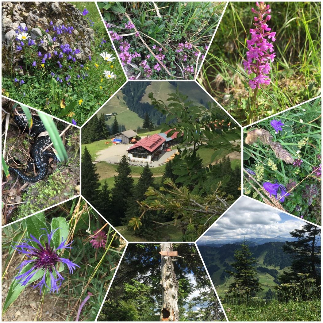 Blumeneindrücke im Frühjahr