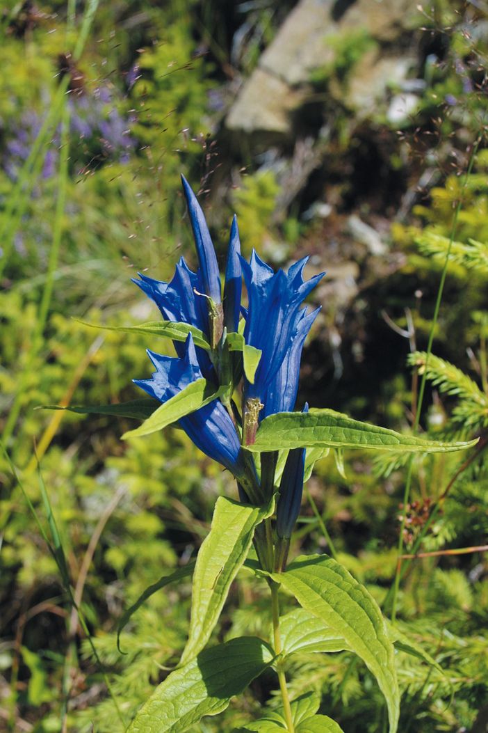 Enzian_blau_g