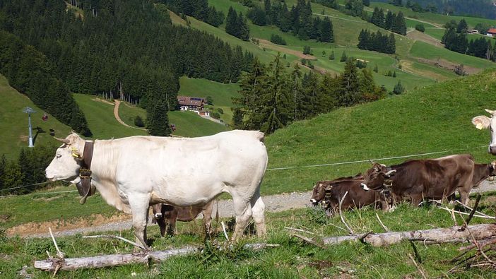 Blick nach Steibis auf dem Weg zum Imberg