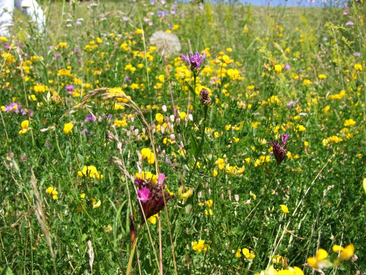 Blumenwiese