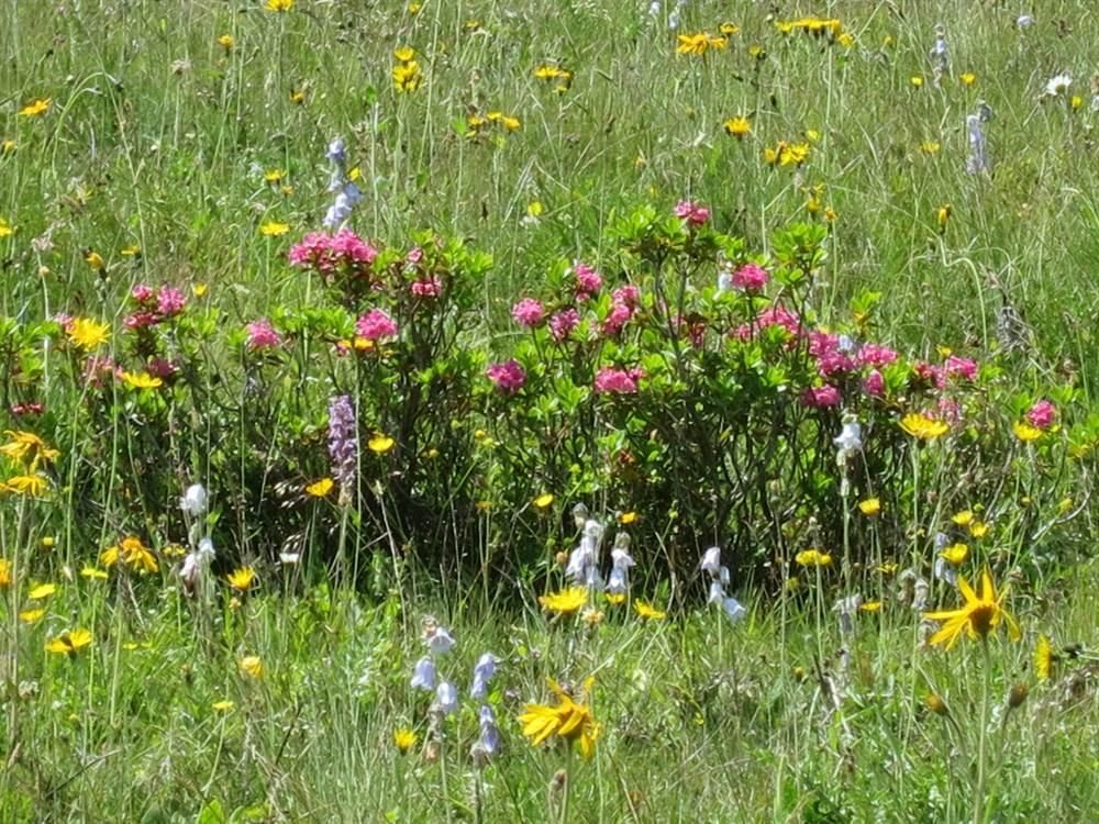 Wiesenblumen