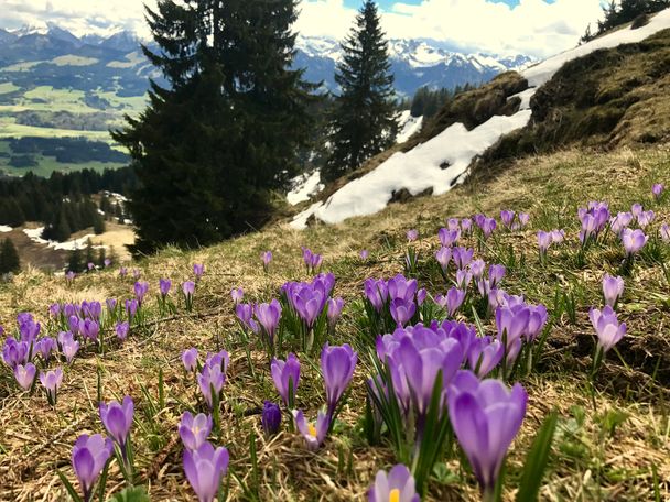 Krokusblüte am Hörner Panoramaweg
