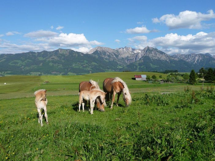 Unsere Haflinger