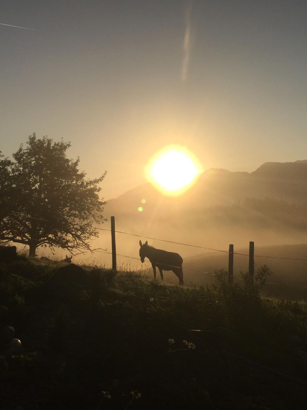 Morgenstimmung