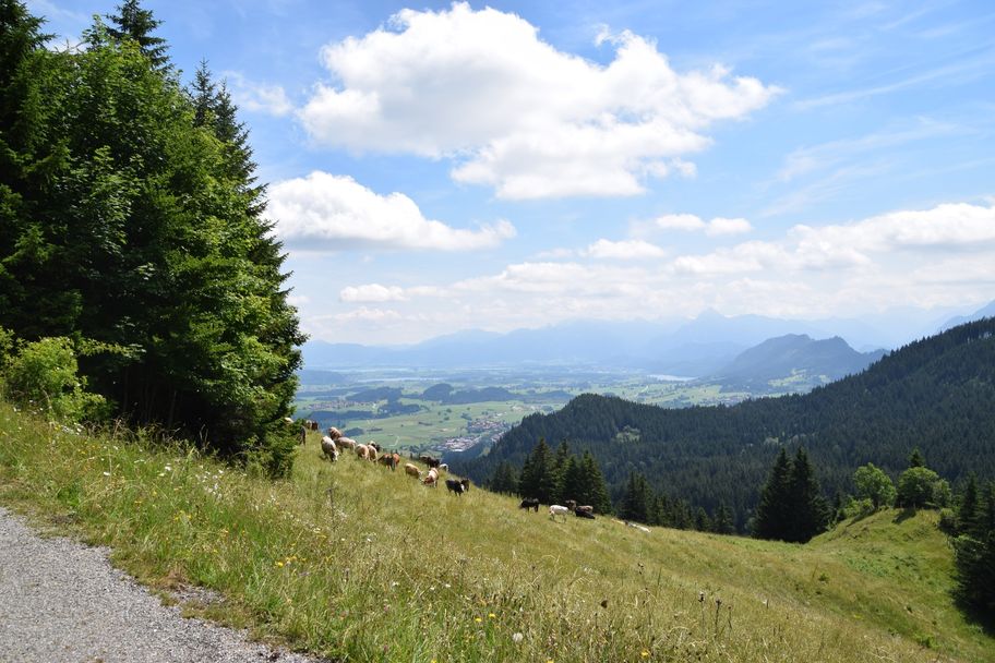 Almvieh der Kappeler Alp