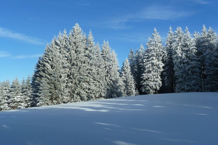 Verschneite Bäume