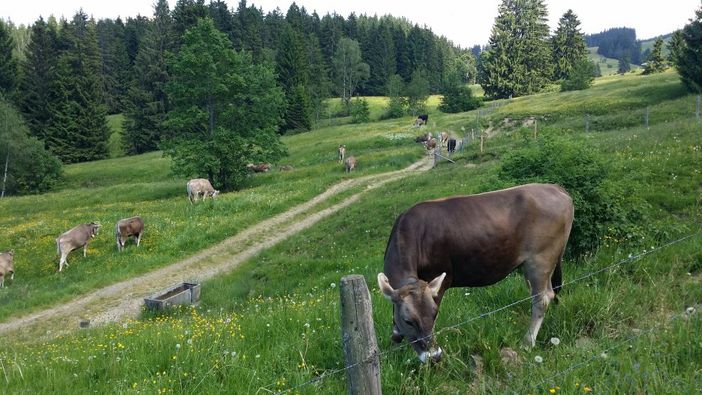 Unser Vieh darf natürlich auch raus, auf die saftigen Wiesen