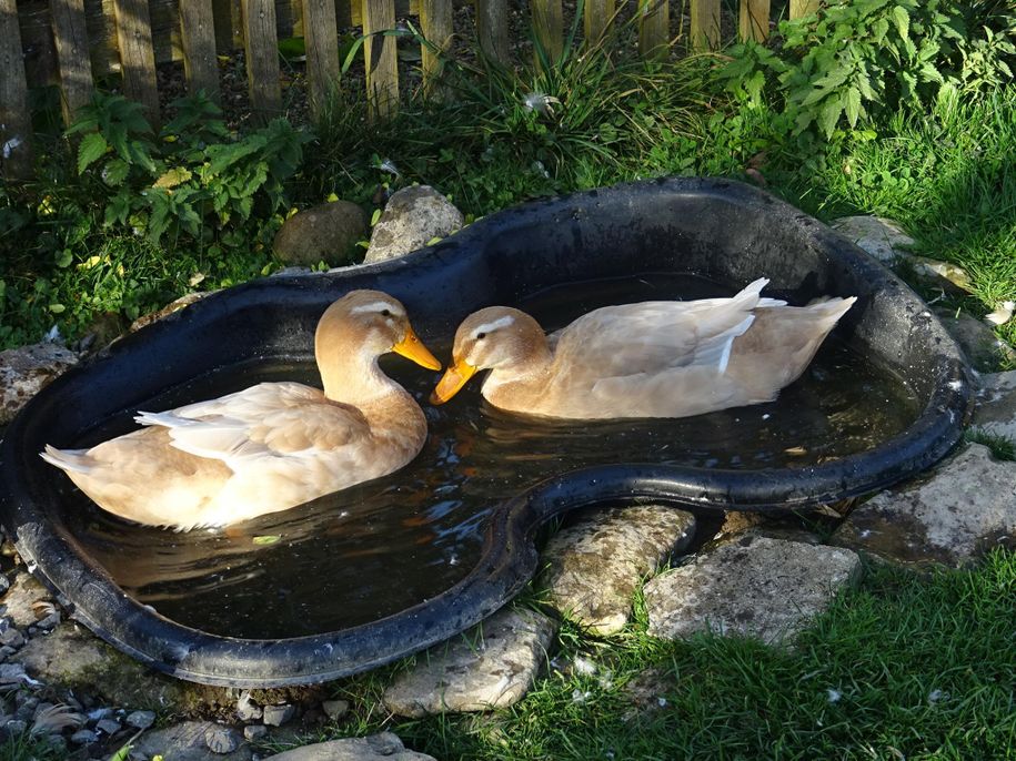 Enten