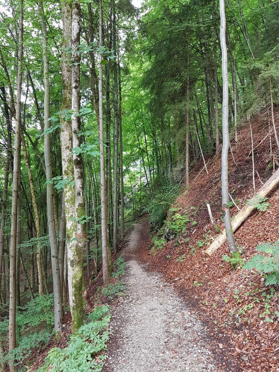 Fischersteig zum Schwansee