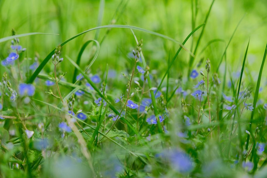 Blumenwiese